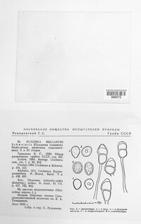Puccinia helianthi image